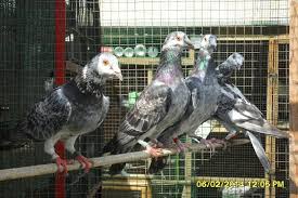 Posta Guvercini Racing Pigeon Lofts Pigeon Racing Pigeons