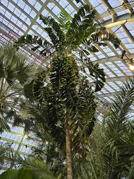 Image result for Aiphanes horrida