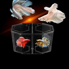 Avoid fish with long, flowy fins or bright colors. Acrylic Guppy Fish Tank Two Splits Aquarium Betta Fish Bowl Transparent Aquarium Hatchery Breeding Isolation Box High Quality Aquariums Tanks Aliexpress