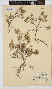 Image result for Gnidia inconspicua