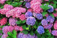Nama latin bunga itu adalah hydrangea, meski orang masih menyebutnya hydrangea. 8 Cara Paling Mudah Budidaya Bunga Hydrangea Terlengkap