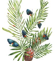 Image result for Ottelia kunenensis