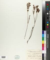 Image result for Erica benguelensis