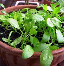 It belongs to beet family. How To Grow Spinach In Containers My Organic Garden