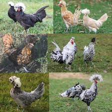 The breed, or fowls very similar to polish chickens, figured in paintings by dutch and. Hoover S Hatchery Assorted Polish Crested Chickens 10 Count Baby Chicks Ap At Tractor Supply Co