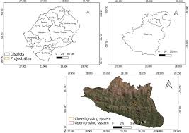 Image result for Dichilus reflexus