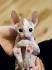 Virginia Cornish Rex Rescue ― ADOPTIONS ― RescueMe.Org