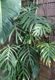 Philodendron Elegans Philodendron Elegans Originario De America Del Sur Plantas Trepadoras Plantas De Exterior Plantas Ornamentales