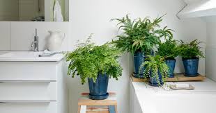 But not all indoor plants thrive in humid rooms that don't receive a lot of sunlight. The Best Plants To Put In Your Bathroom Metro News