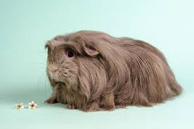 Guinea pigs can get different types of skin problems, which can be caused by skin parasites (lice the first sign of skin problems in guinea pigs is usually hair loss.18 x research source. How To Groom Guinea Pigs With Long Hair Guinea Pig Health Guinea Pigs