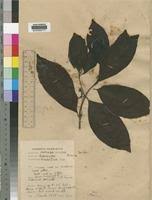 Image result for Morinda lucida