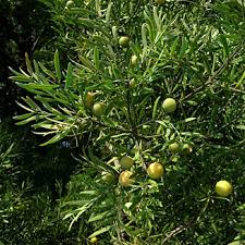 Image result for Afrocarpus