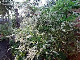 It's also known as almond verbena and the incense bush for obvious reasons as you report. Sweet Almond Bush Uf Ifas Marion County Master Gardeners Facebook
