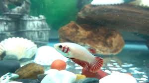 While the veiltail can usually be purchased for around $5.00, the halfmoon costs approximately three times as. My Albino Veiltail Female Betta Fish Youtube