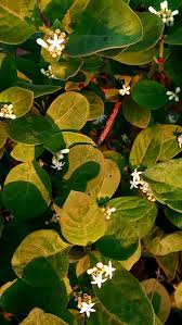 Image result for Sabicea dinklagei