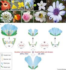 0.0 / 10 ( 0 voturi) nota ta 2009: The Evolution Of Diverse Floral Morphologies Sciencedirect