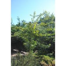 Image result for Micrococca