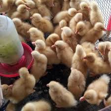 Nonton anak mentok mandi berenang. Bibit Bebek Entok Dod Entok Anak Bebek Entok Entog Mentok Shopee Indonesia