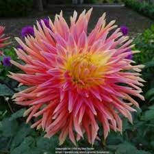 Dahlia Sunrise Surprise Dahlia Plants Full Sun Flowers
