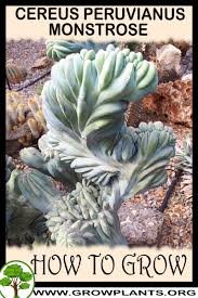 A cactus (plural cacti, cactuses, or less commonly, cactus) is a member of the plant family cactaceae, a family comprising about 127 genera with some 1750 known species of the order. Cereus Peruvianus Montrose Night Blooming Cactus Plant Edible Fruit 30 Seeds