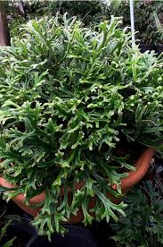 Image result for Pyrrosia stolzii