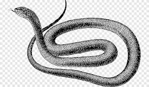 Baiklah pemirsa, kali ini, mimin ingin membagikan artikel dengan judul berikut gambar sketsa hitam putih ular kartun terbaru. Gambar Ular Ular Ular Hitam Vertebrata Monokrom Png Pngegg