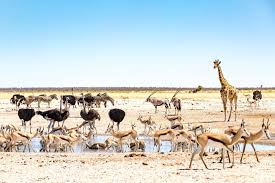 In this section of interesting africa facts you will find pages of information listing facts on many of the amazing african the wild animals of africa are some of the most incredible creatures in the world. African Animals List A Comprehensive Guide With Links Photos