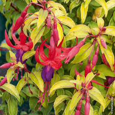 Tous nos conseils pour la plantation des planter un hortensia. Fuchsia Vivace Conseils De Plantation Et Entretien