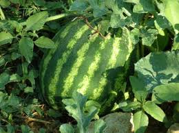 Da 1 a 6, di colore bianco con macchie scure, portati su un racemo all'ascella delle foglie mediane e superiori. Il Favino Rivista Di Agraria Org