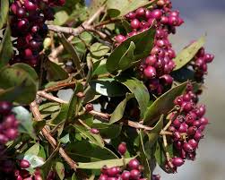 Image result for Syzygium niassense