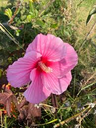 Image result for Hibiscus fuscus