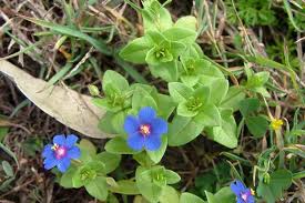 Image result for Lysimachia arvensis