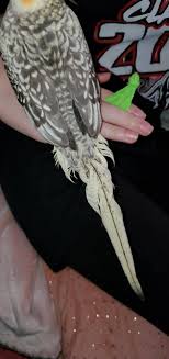 Will My Cockatiel'S Tail Grow Back? All His Tail Feathers Snapped Over Time  From Him Continuously Falling. He Now Looks Like My Lovebird With His Short  Tail. If It Doesn'T Grow Back,