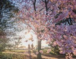 We recommend working with an online florist that specializes exclusively in international flower deliveries. What To Know About The Cherry Blossoms In Washington Dc