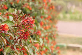 Image result for Hamelia patens