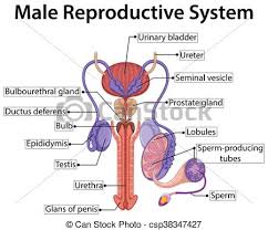 Chart Showing Male Reproductive System