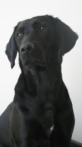 Ein wilder hund streunt über den rasen. Hund Labrador Formel1 Schwarz Hundin Pikist