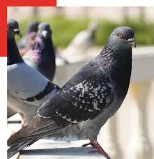 How do i get rid of pigeons. How To Get Rid Of Pigeons Bird Control Specialist