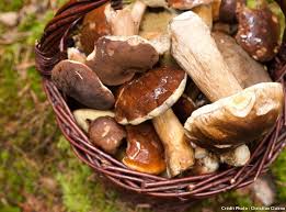 En n'utilisant que les pieds de cèpes, le velouté reste d'une jolie couleur ivoire avec les chapeaux la couleur est moins appétissante.un ou deux petits cèpes bouchons tranchés fin et poêlés avec un peu. 9 Champignons Comestibles A Cueillir Sans Crainte Champignon Comestible Cueillette Champignon Champignon
