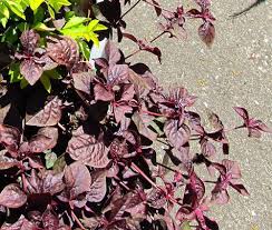 Amaranthaceae joseph's coat, calico plant, copperleaf, bloodleaf, joyweed, parrot leaf origin: Ruby Leaf Alternanthera Dentata Uploaded By Jmorth This Isn T Lil Ruby But The Standard Size Plant I Got Seeds In The Nfsr Swap Nov Plants Scape Leaves