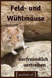 Der garten im april anfang april kommt ein baumpfleger und schneidet die stark verwachsenen obstbäume. Tierfreundlich Gemusegarten Verschiedene Erfolgreich Ausprobiert Vertreiben Bereiten Wirklich Bekm Garden Pest Control Natural Fertilizer Urban Garden