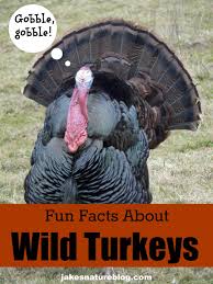 Turkey Day Terrific Facts About Wild Turkeys Jake S Nature Blog Wild Turkey Turkey Facts Pet Birds