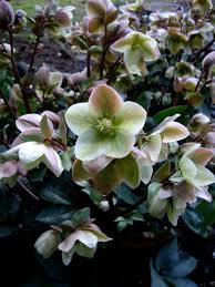 A whole new world of plants delivered to your door start shopping → order your orchard! Plantfiles Pictures Helleborus Hellebore Black Hellebore Christmas Rose Lenten Rose Ivory Prince Helleborus By Lehua Mc