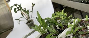 Oxt is an erc20 token. Webwinkel Orchidz Nl