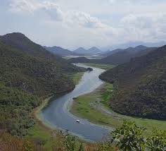 Image result for Cyperus trigonellus