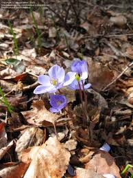 Image result for Kniphofia dubia