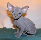 Category:Hairless cat breeds - Wikipedia