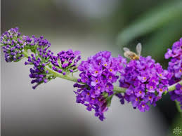 Image result for Komule empire blue