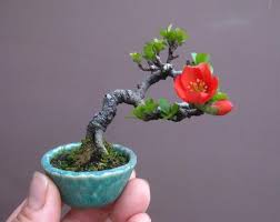 Welcome to the uk's largest and longest established bonsai centre. Tiny Flowering Bonsai New Site Wide Sale Bonsai Bark