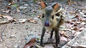 Java mouse deer (tragulus javanicus) at zoo zurich feeding young (7 days old). Mouse Deer Pet Simonandfinn